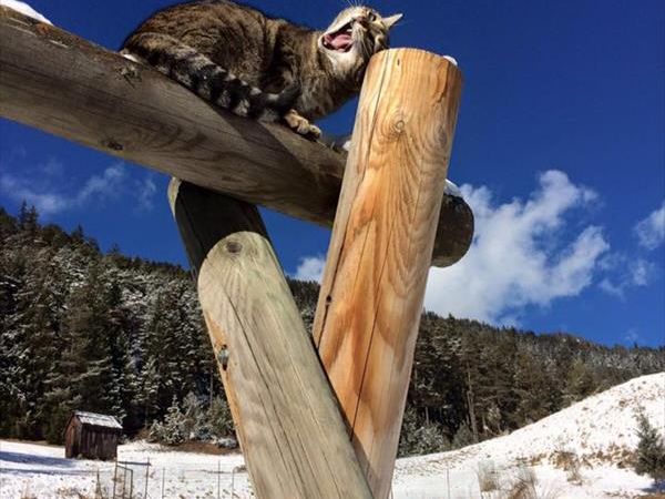 Alpine Touring Hotel - foto 38297.jpg