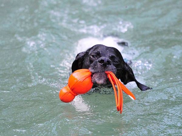 Animalido Dog Beach - foto 38561.jpg