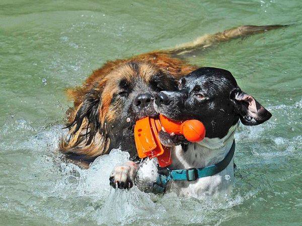 Animalido Dog Beach - foto 38562.jpg