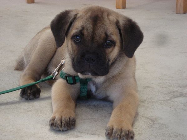 Baia di Maui - foto 2123.jpg