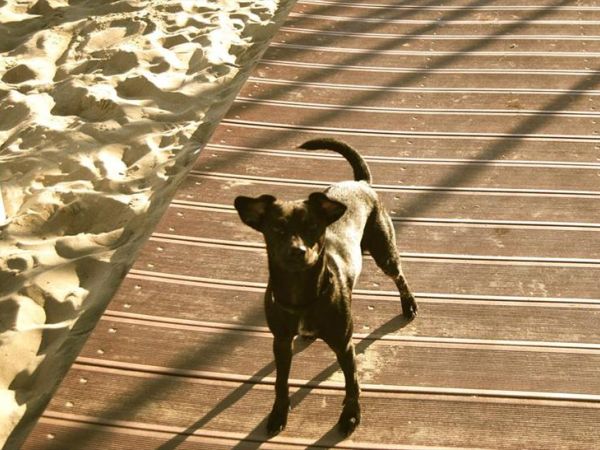 Jambo Beach 32 - foto 38989.jpg