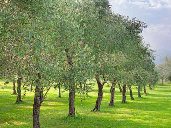 Olea Dei Holiday Apartments - foto 39005.jpg