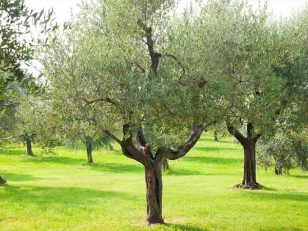 Olea Dei Holiday Apartments - foto 39015.jpg