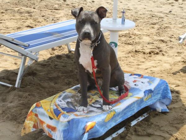 La Spiaggia di Duke - foto 39503.jpg