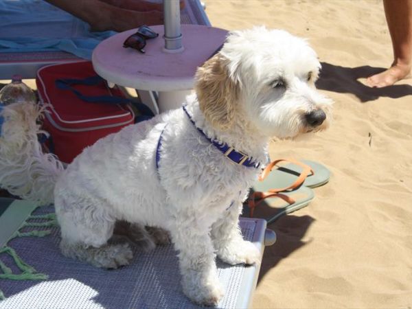 La Spiaggia di Duke - foto 39518.jpg