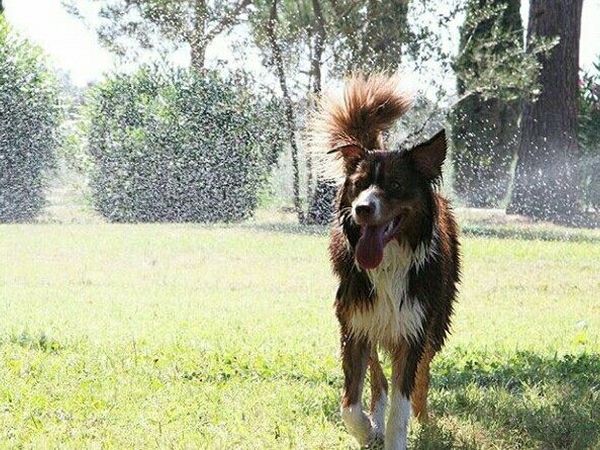 Villa Toscana  - foto 40203.jpg