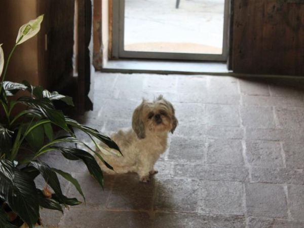 Badia il Vingone - foto 40350.jpg