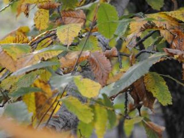 Il Molino di Serravalle - foto 40419.jpg