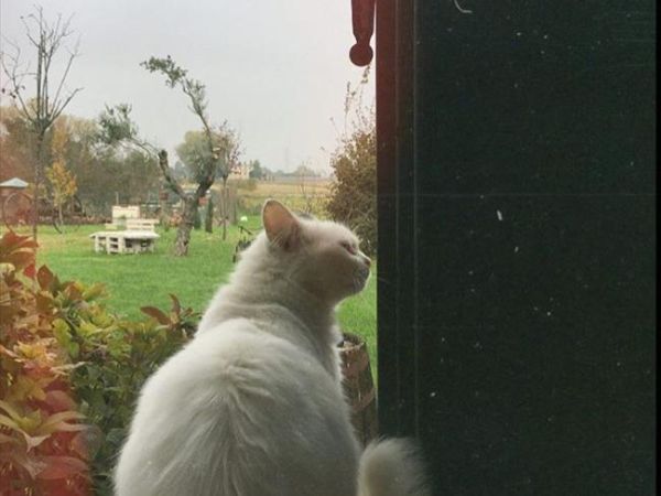 Agriturismo Corte del Brenta - foto 41017.jpg