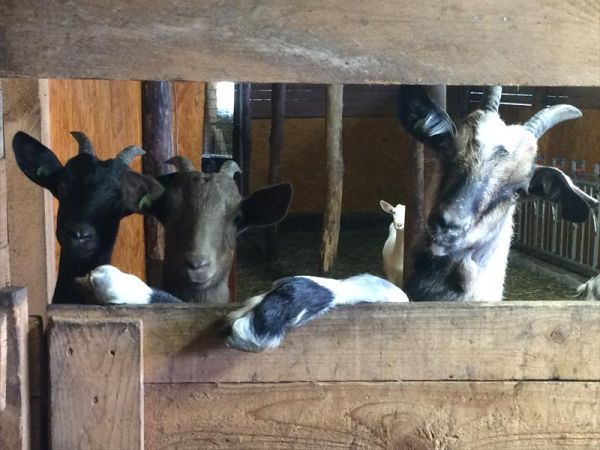 Agriturismo degli Olivi  - foto 42230.jpg