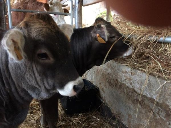 Agriturismo degli Olivi  - foto 42238.jpg