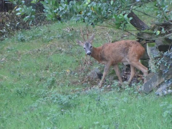 Agriturismo La Fontaccia - foto 42303.jpg