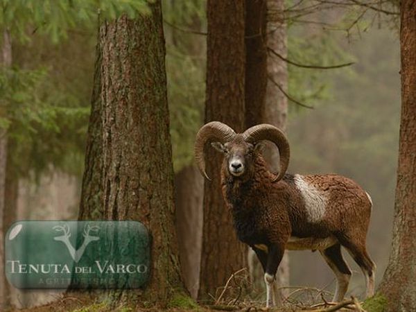 Tenuta Del Varco - foto 12448.jpg