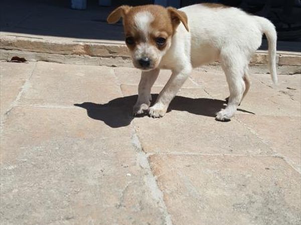 Re Art country lifestyle - foto 42451.jpg