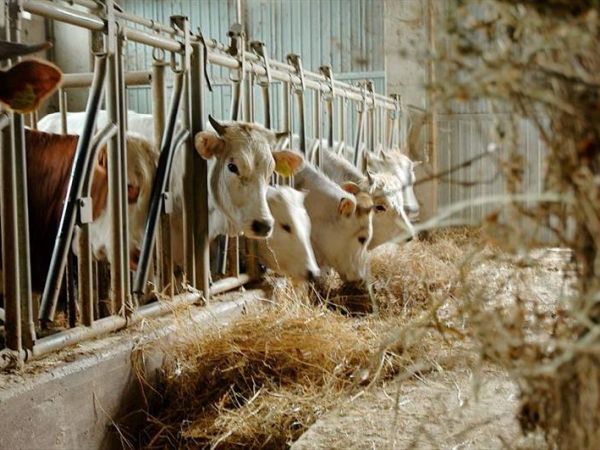 Agriturismo Ca Licozzo - foto 42521.jpg