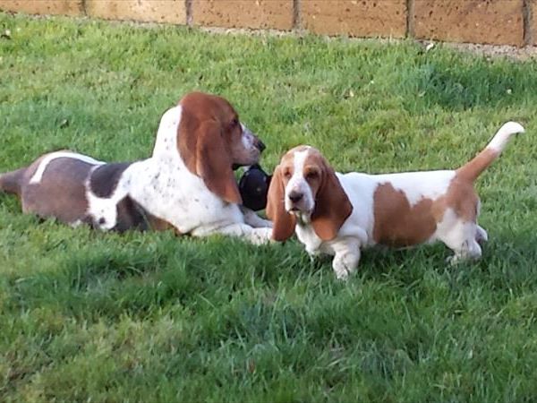 In Vacanza con Fido Appartamenti - foto 42699.jpg