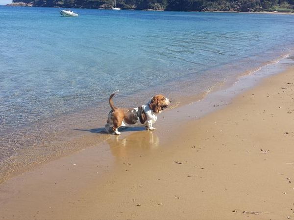 In Vacanza con Fido Appartamenti - foto 42700.jpg