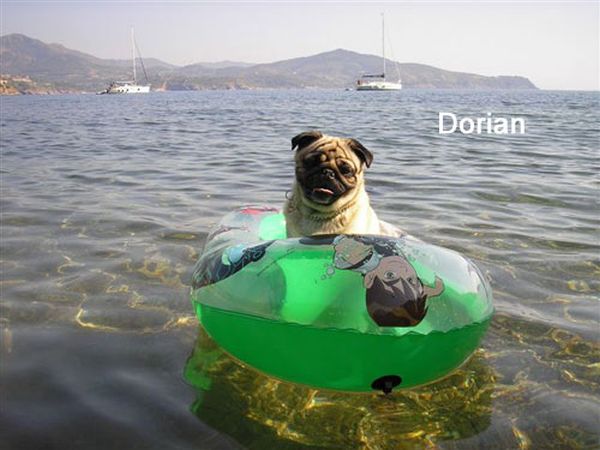 In Vacanza con Fido Appartamenti - foto 42702.jpg