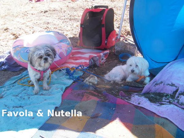 In Vacanza con Fido Appartamenti - foto 42725.jpg