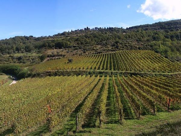 Azienda Agricola Frascole - foto 42844.jpg