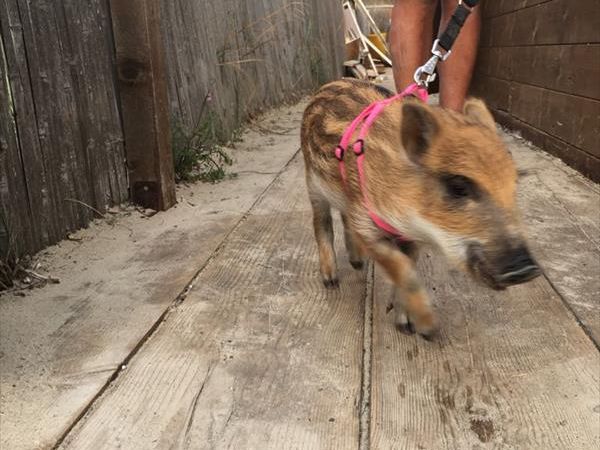 Spiaggia Pascia Glam Beach  - foto 43178.jpg