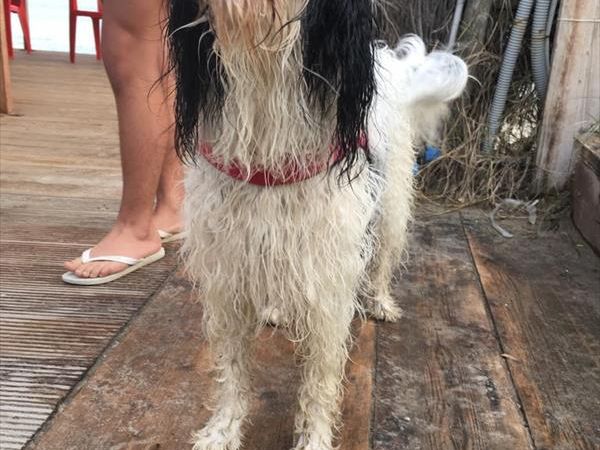 Spiaggia Pascia Glam Beach  - foto 43179.jpg