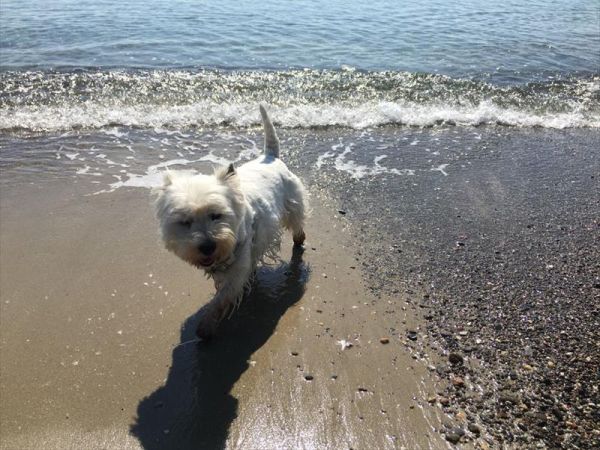 Spiaggia Pascia Glam Beach  - foto 43182.jpg