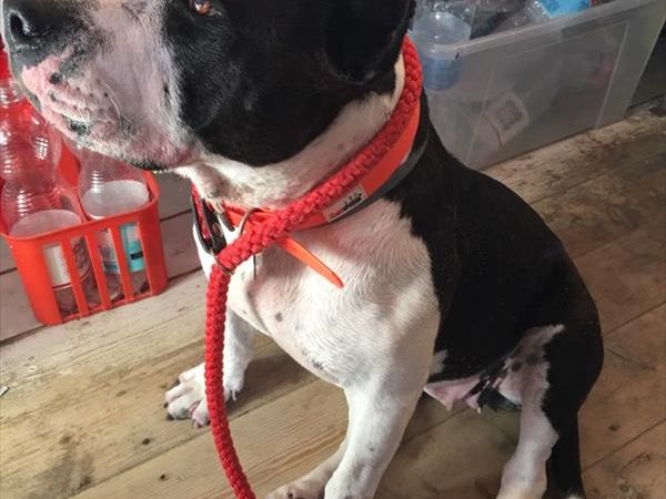 Spiaggia Pascia Glam Beach  - foto 43184.jpg