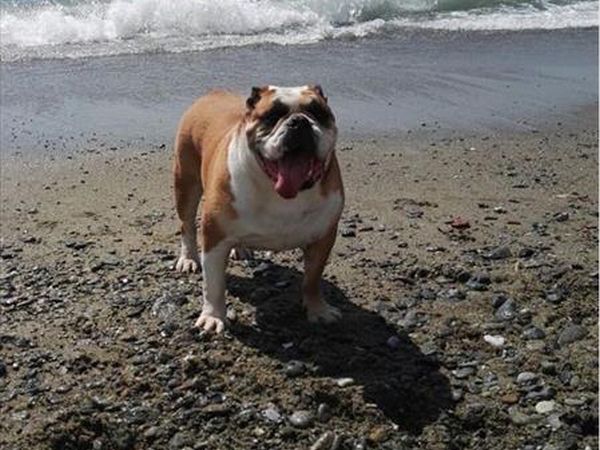 Spiaggia Pascia Glam Beach  - foto 43187.jpg