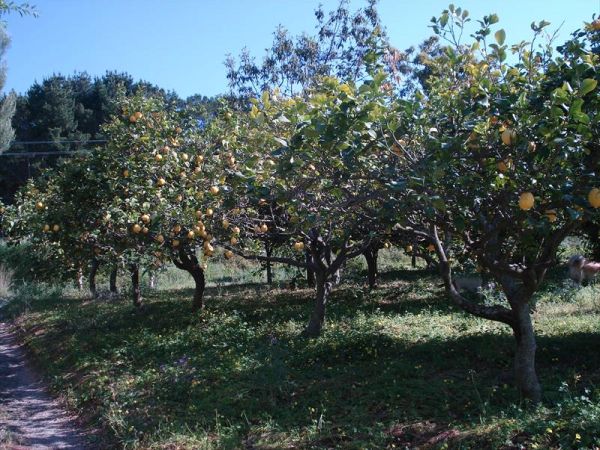 Casale di Tocco - foto 43528.jpg