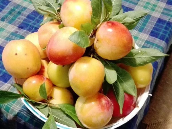 Fattoria di Rigone - foto 44148.jpg