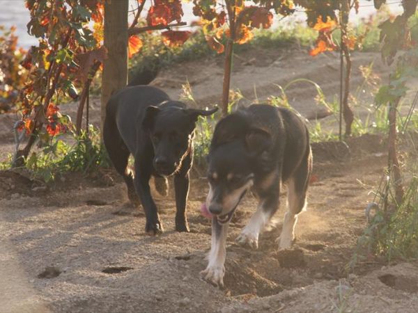 Hotel Punta Chiarito Resort - foto 44761.jpg