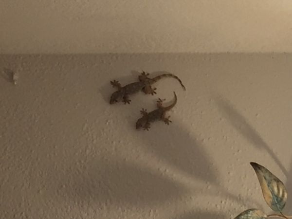 Hotel Punta Chiarito Resort - foto 44764.jpg