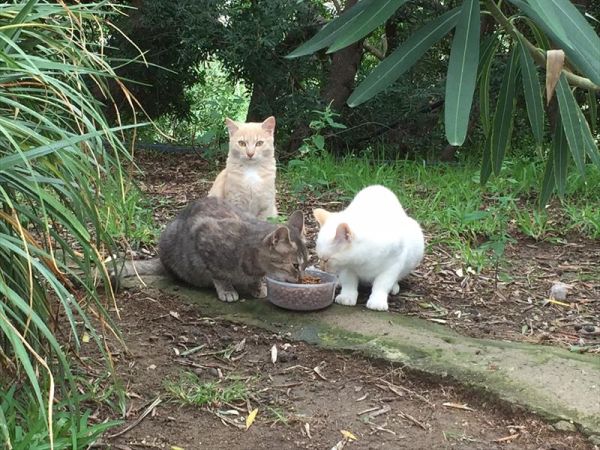 Hotel Punta Chiarito Resort - foto 44765.jpg