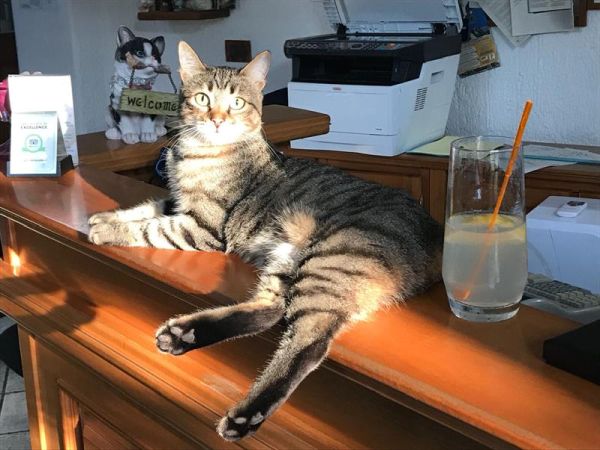 Hotel Punta Chiarito Resort - foto 44768.jpg