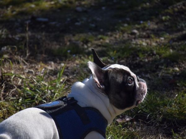 Camping Village Europa Silvella - foto 44960.jpg