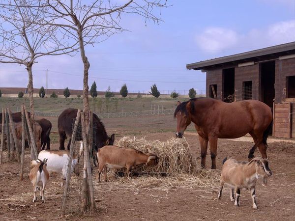 Popilia Country Resort - foto 45460.jpg