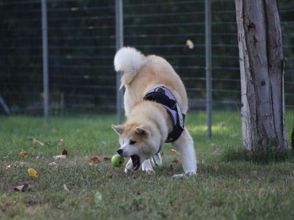 Vascellero Club Resort - foto 45502.jpg