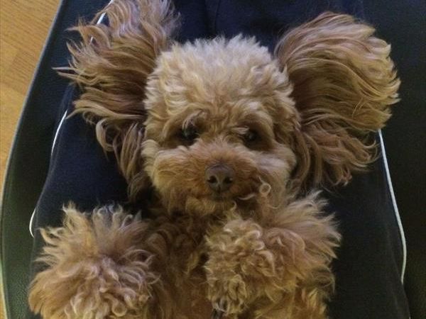 Hotel Michelangelo - foto 45810.jpg