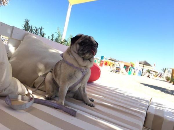 Rimini Dog No Problem - Bagno 81 Rimini - foto 46180.jpg