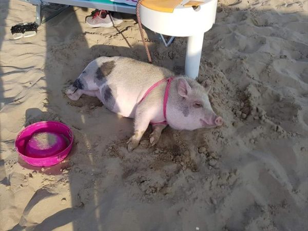 Rimini Dog No Problem - Bagno 81 Rimini - foto 46182.jpg