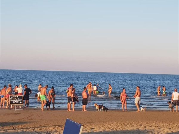 Rimini Dog No Problem - Bagno 81 Rimini - foto 46183.jpg