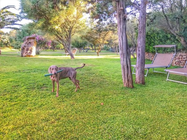 Case Vacanza Marina - Porto Rotondo  - foto 47559.jpg