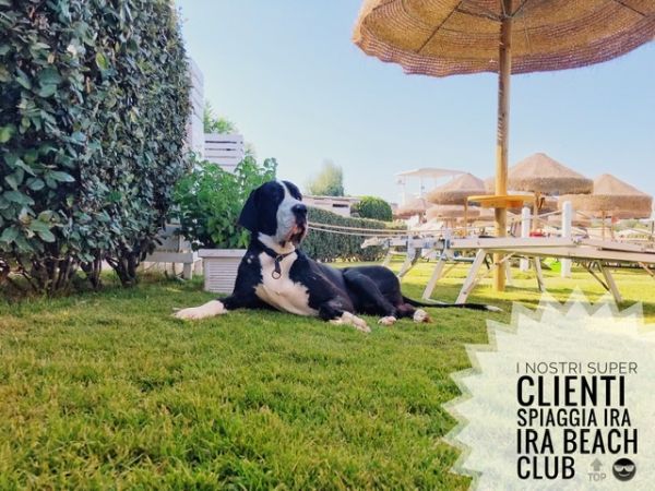 Case Vacanza Marina - Porto Rotondo  - foto 47563.jpg