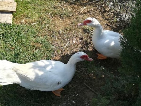 Agriturismo Antiche Dimore di Poggianto - foto 47733.jpg