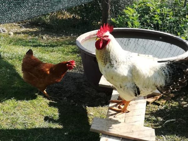 Agriturismo Antiche Dimore di Poggianto - foto 47735.jpg