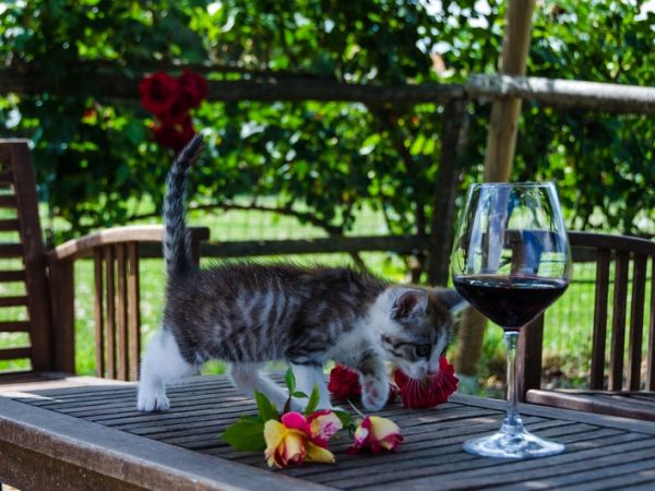 Agriturismo Corte alle Rose - foto 48009.jpg