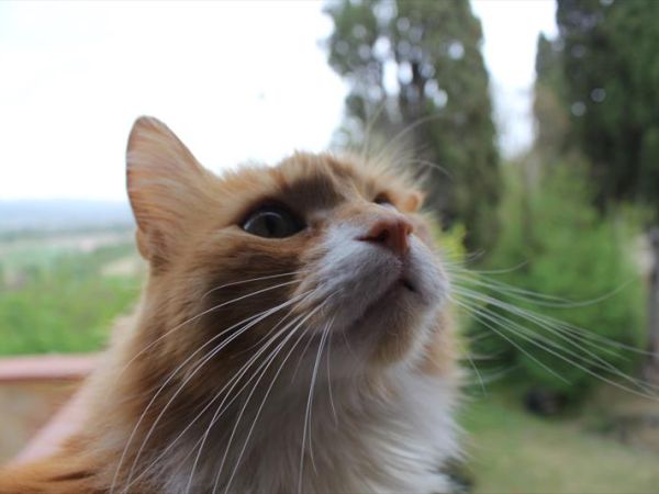 Badia il Vingone - foto 48068.jpg