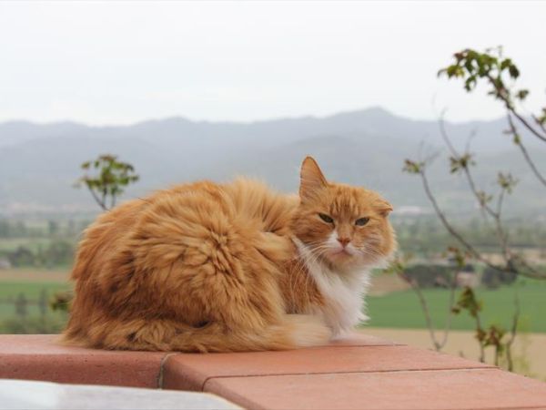 Badia il Vingone - foto 48069.jpg