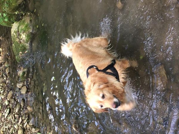 Camping La Pineta - foto 48248.jpg